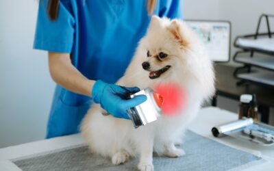 Revolutionizing Pet Care: The Wonders of Laser Therapy in Veterinary Medicine
