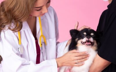 Pet Owners’ Guide to Laser Therapy: What to Expect and How to Prepare